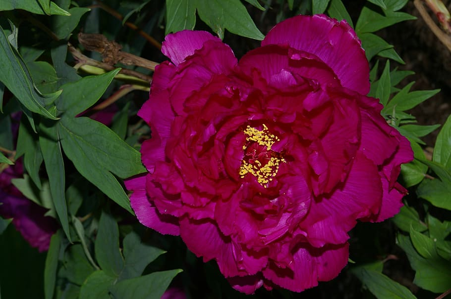 flower, peony, bloom, flowering plant, beauty in nature, growth HD wallpaper