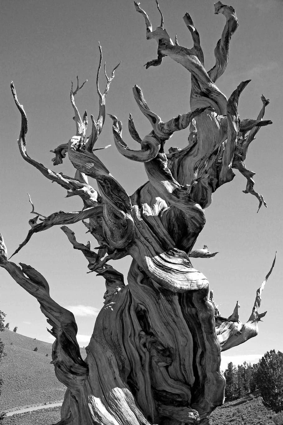 black-and-white, close-up, tree, black And White, nature, no people HD wallpaper