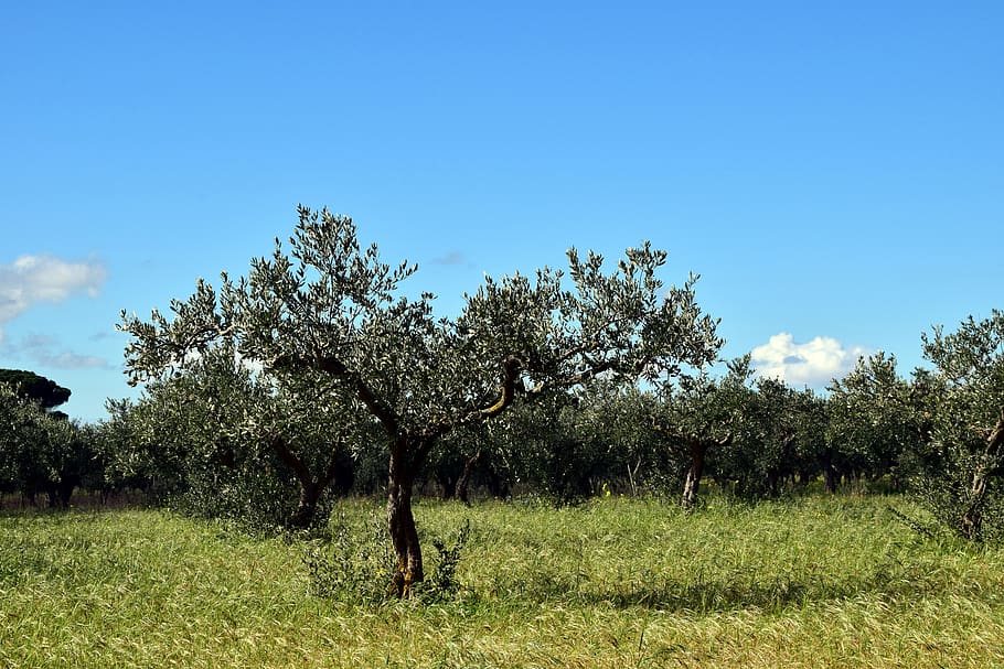 olive trees, nature, old tree, gnarled, olive root, olive grove, HD wallpaper