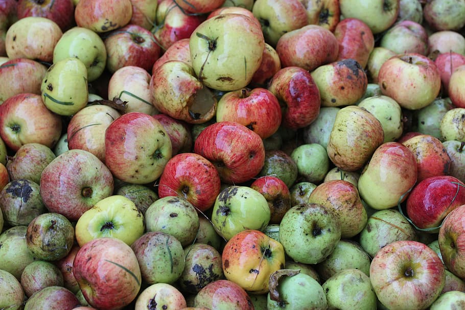 Windfall, Apple, Food, apfelernte, steuobst, nature, food and drink HD wallpaper