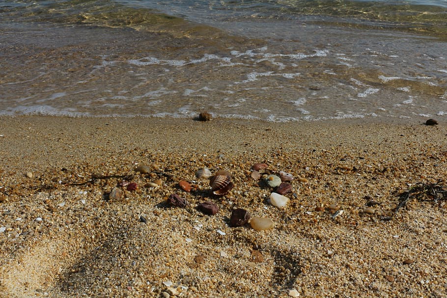 Beach, Clear, Seashell, Sand, Water, shore, animals in the wild HD wallpaper