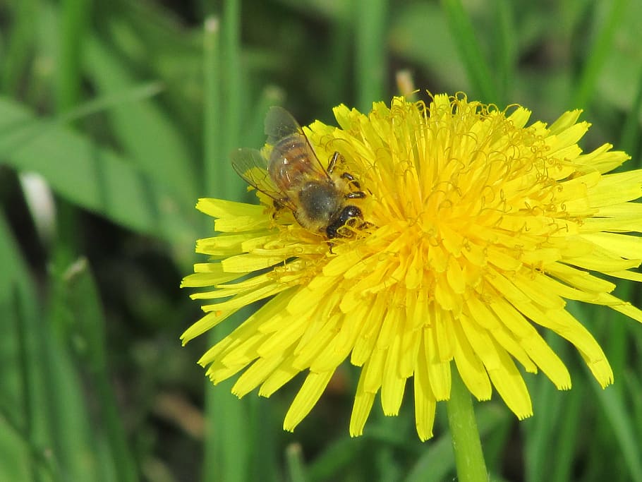 bee, spring, garden, flower, insect, pollination, nature, flowers HD wallpaper