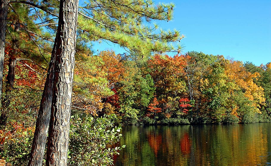 Fall Colors, Colorful, autumn, vibrant, north georgia, outdoors, HD wallpaper