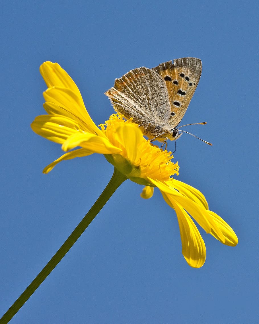 brown moth perching on yellow flower, fire falter, butterfly, HD wallpaper