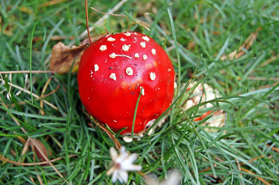 fly agaric, red, meadow, toxic, nature, forest, autumn, plant HD wallpaper
