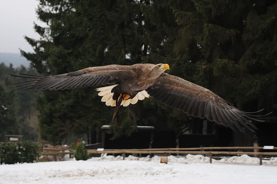 bald eagle on the air near the tree at daytime, adler, flight HD wallpaper