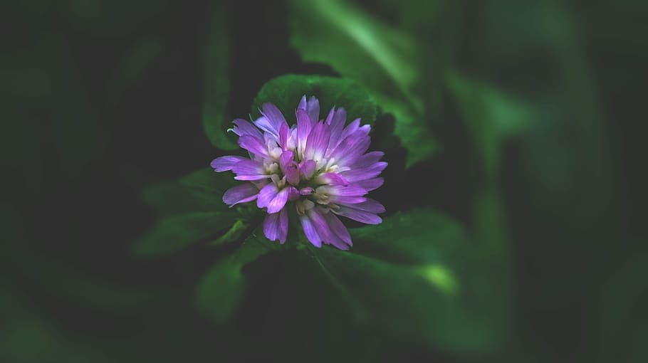 nature, flora, flower, leaf, summer, beautiful, color, petal HD wallpaper