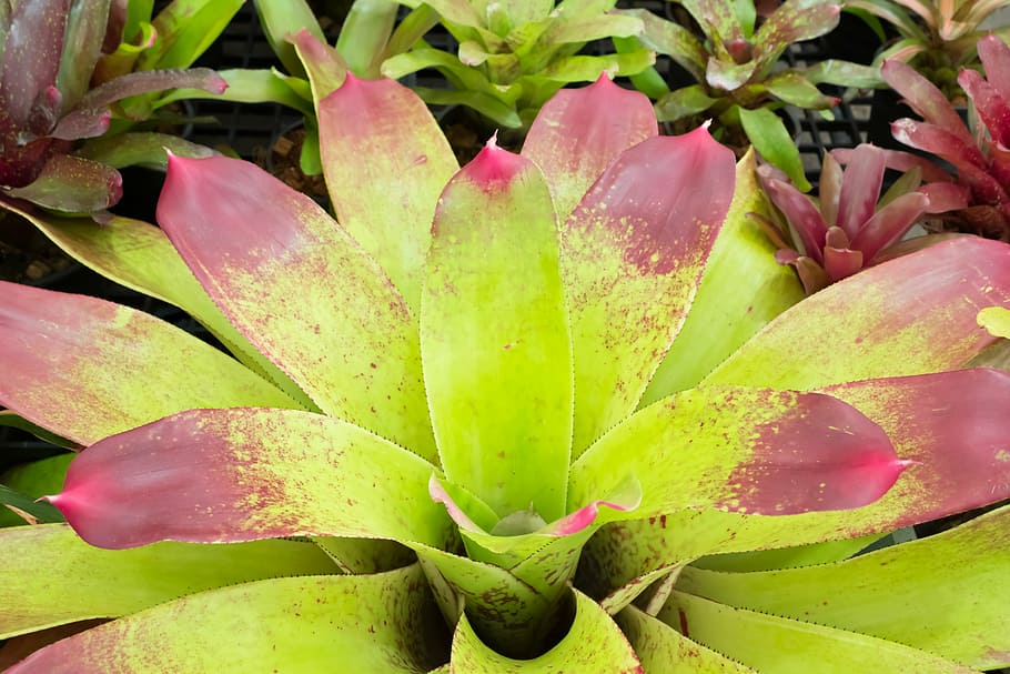 pineapple color, flowers, caladium, autumn leaves, plant, nature