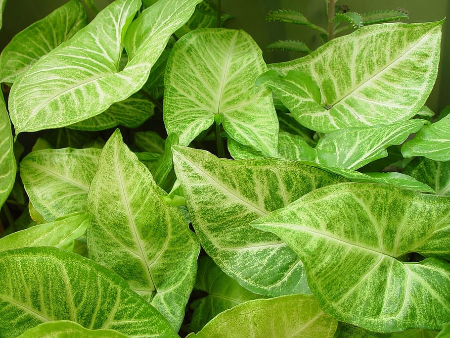 background, leafy, leaves, landscapes, nature, green color HD wallpaper