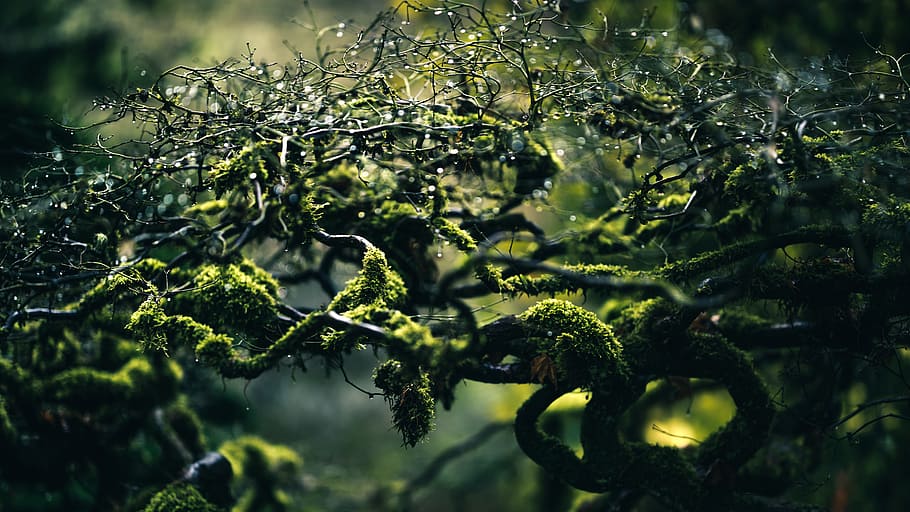selective focus photo of moss on plant branches, untitled, closeup photography HD wallpaper