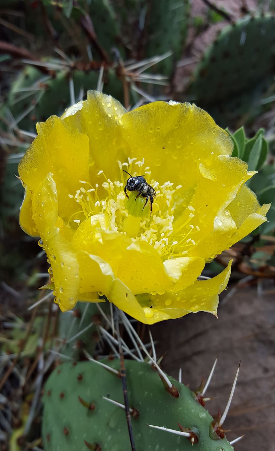cactus flower, bug, insect, green, plant, nature, yellow, summer HD wallpaper