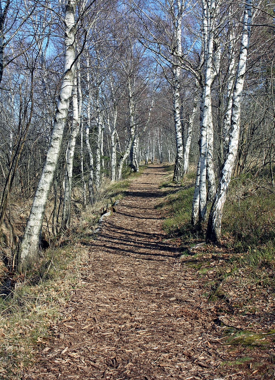 Away, Path, Birch, Hiking, migratory path, tree, the way forward HD wallpaper