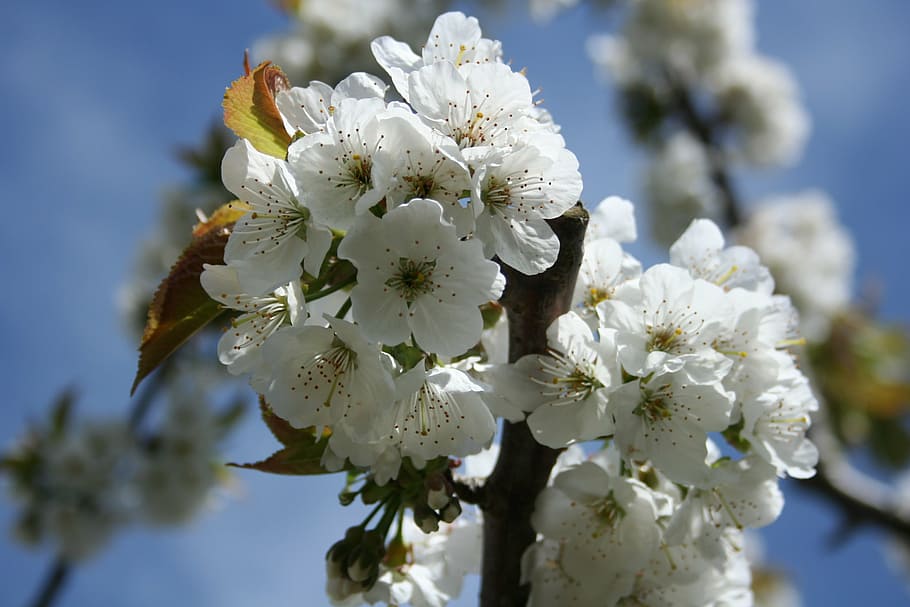 nature, blossom, bloom, spring, close, flower, flowering plant HD wallpaper