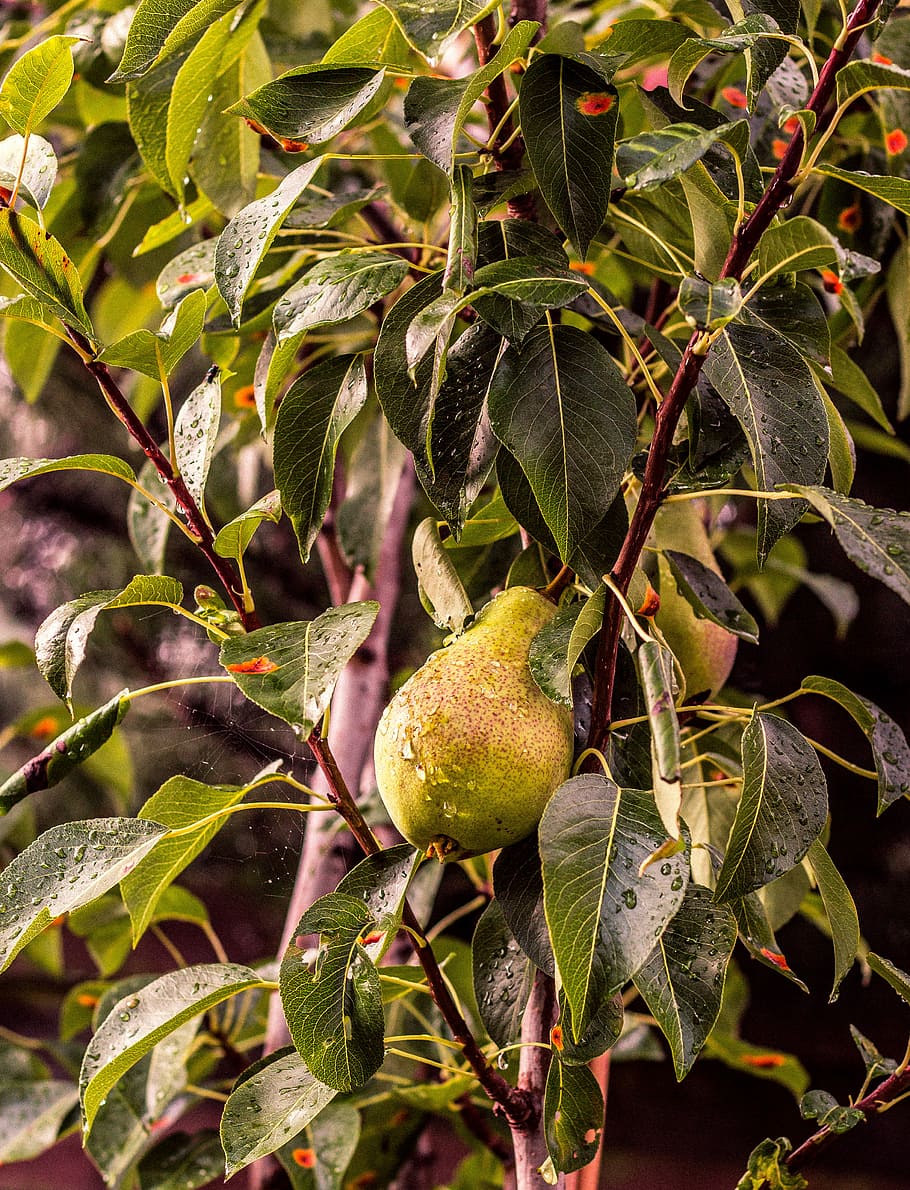 water drew on brown fruit, oval green fruit, pear, tree, wet HD wallpaper