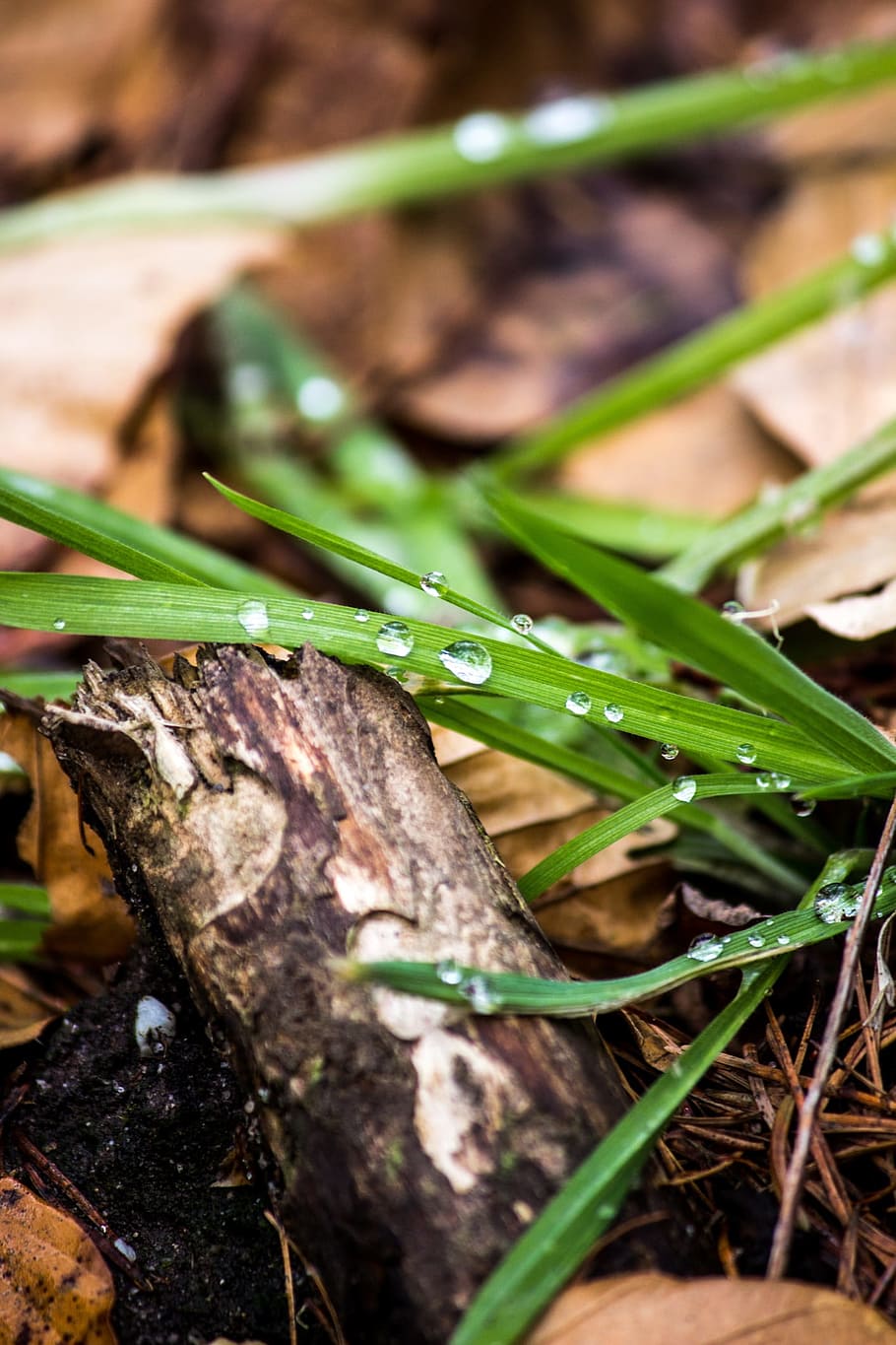 Grass, Wood, Raindrop, Leaf, Forest, water, green, clear, brown HD wallpaper