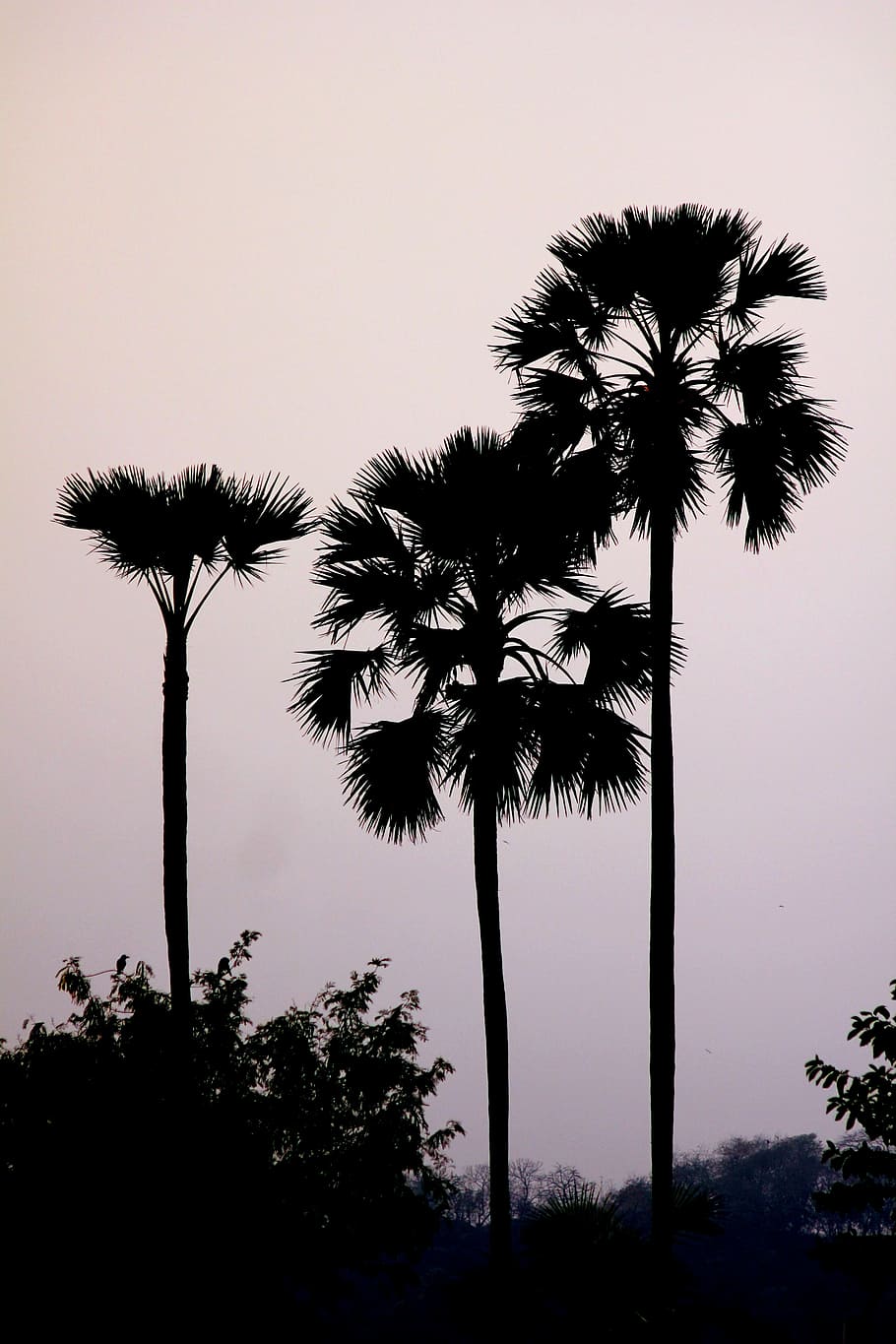 silhouette photography of palm trees, palmyra, tall, fan-leaved