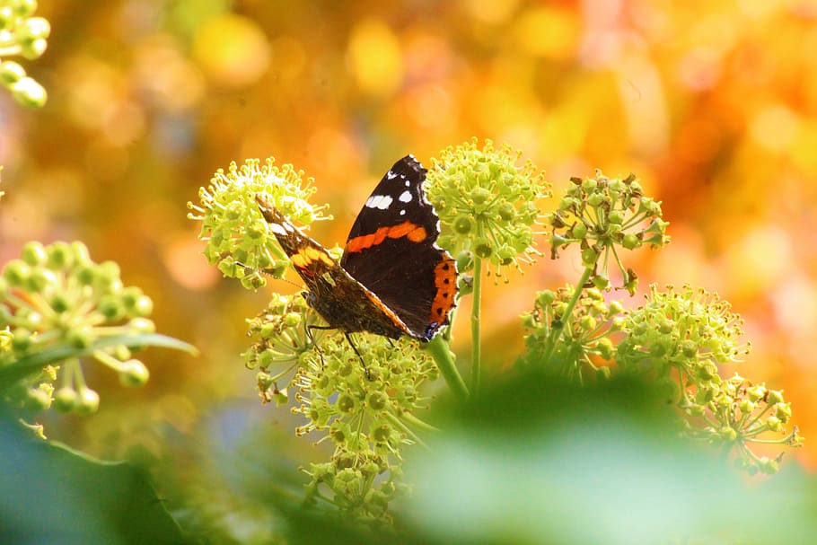 red admiral butterfly perching on green flower in close-up photography HD wallpaper