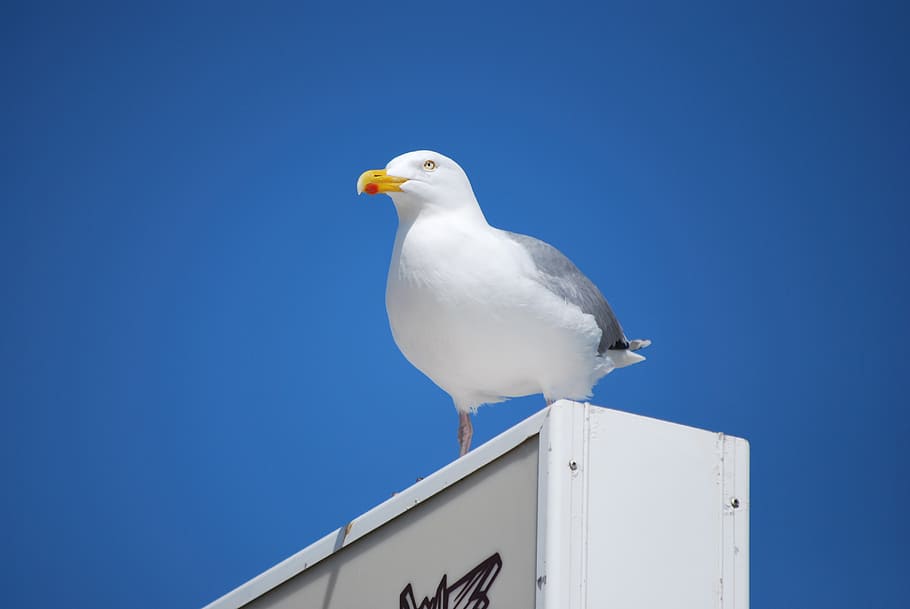 sea, nature, bird, animal themes, vertebrate, seagull, animal wildlife HD wallpaper