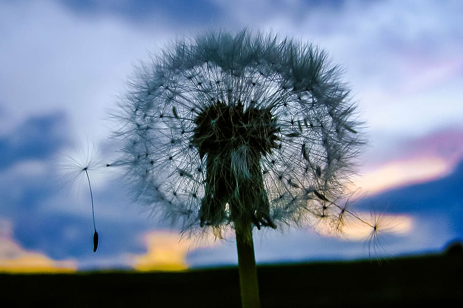 closeup of dandelion flower, silhouette, sky, priroda, plant HD wallpaper