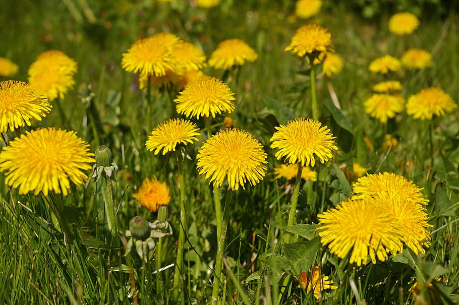 spring meadow, flowers, flower meadow, signs of spring, dandelion HD wallpaper