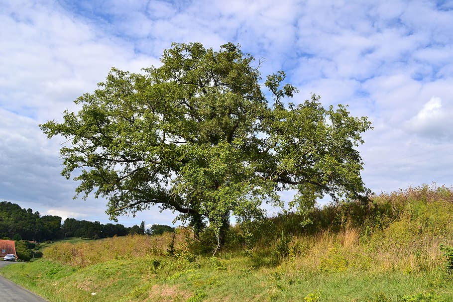 Tree, Oak, Nature, Field, Landscape, summer, dordogne, france HD wallpaper