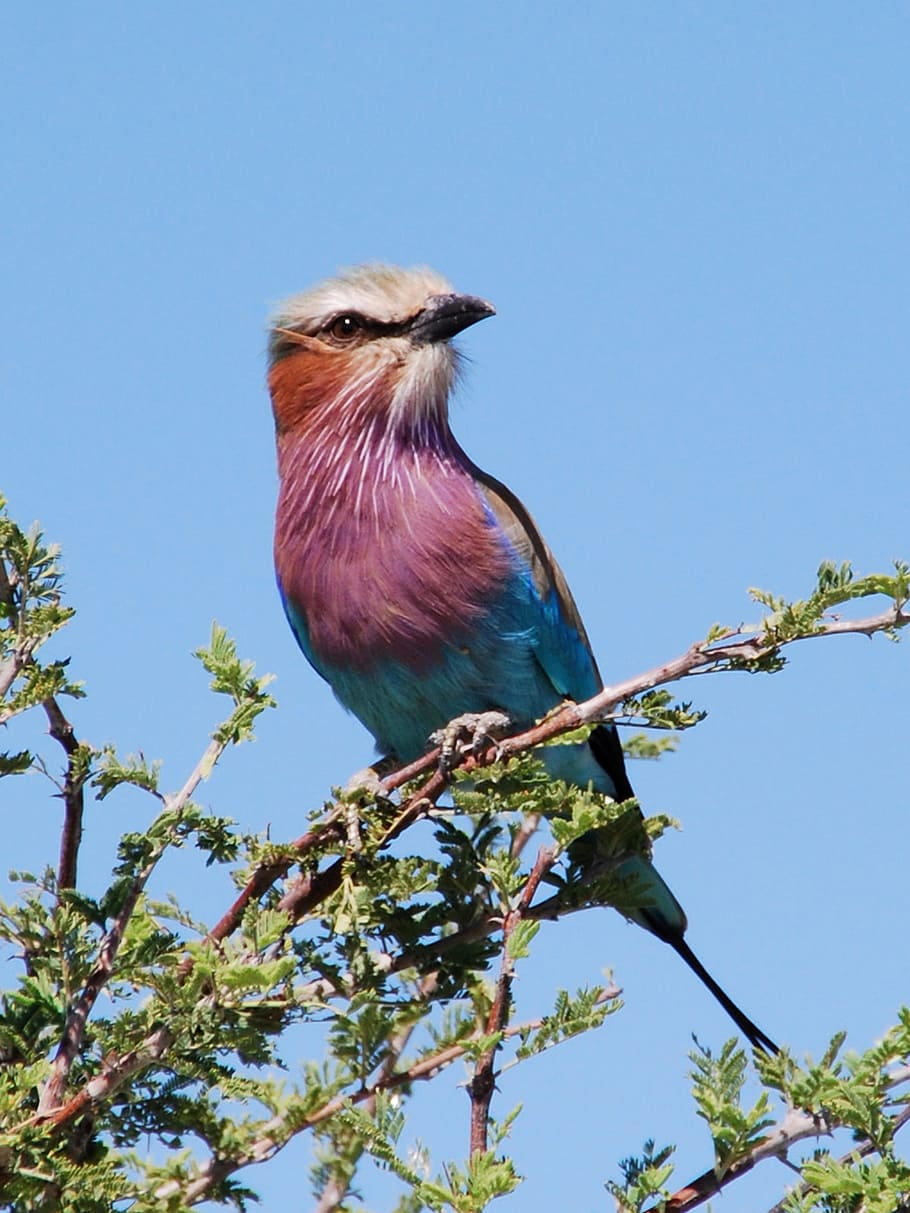 Indian roller perched on tree during daytime, bird, forked roller HD wallpaper