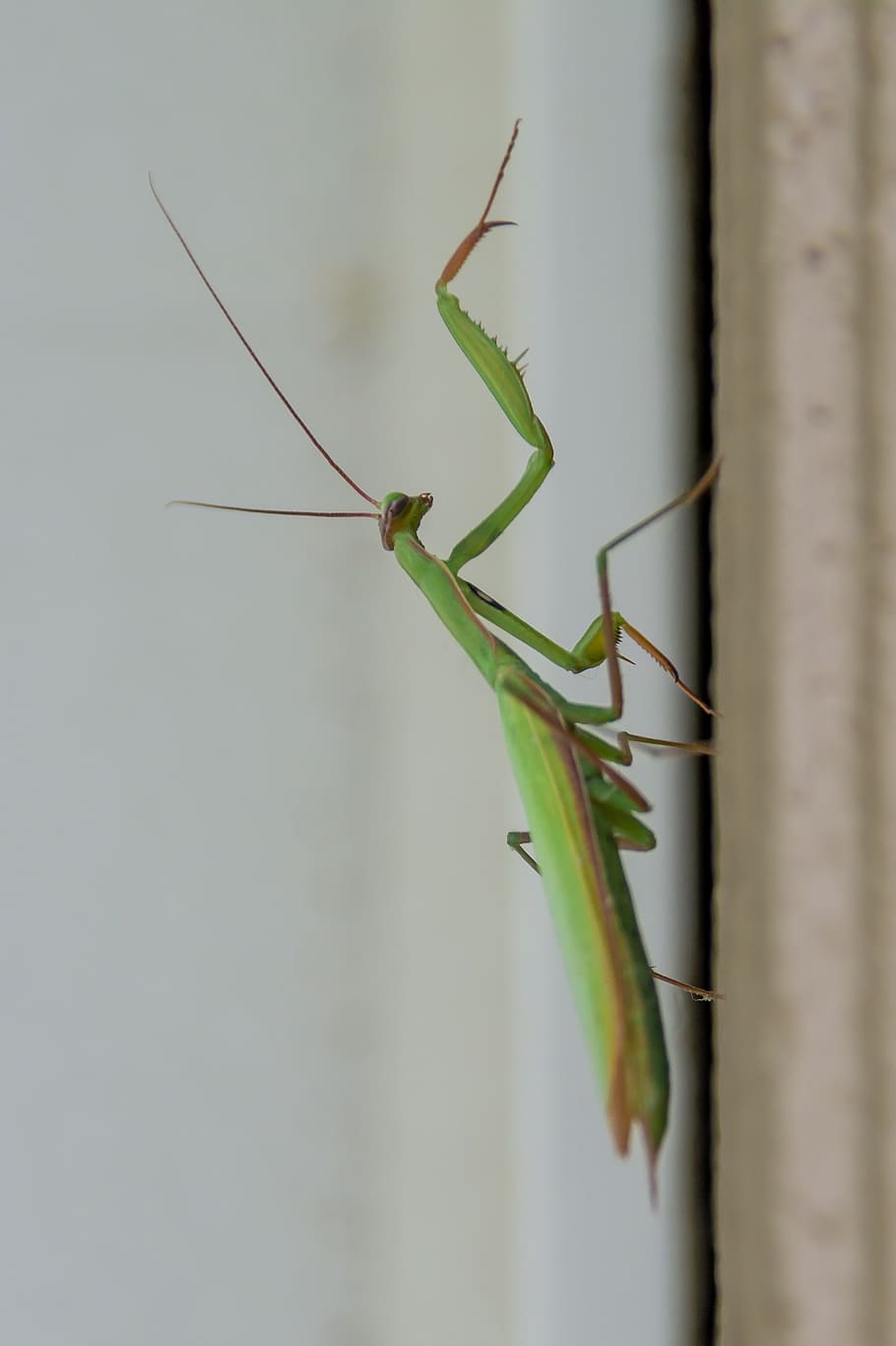 insects, mantis, green, bug, legs, predator, praying Mantis HD wallpaper