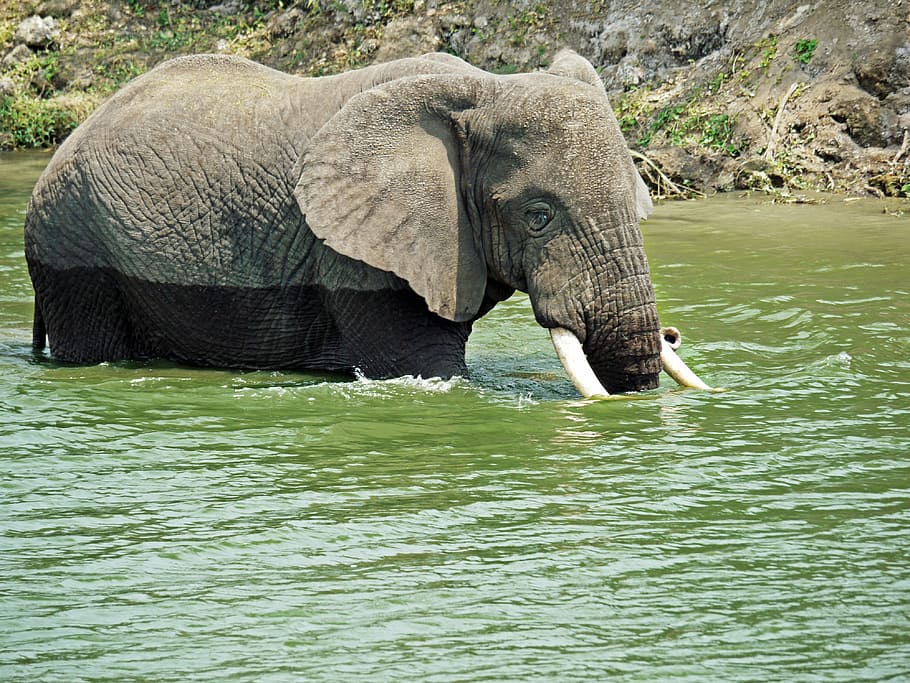 elephant, swim, play, uganda, refreshment, afternoon, joy, wild animal HD wallpaper