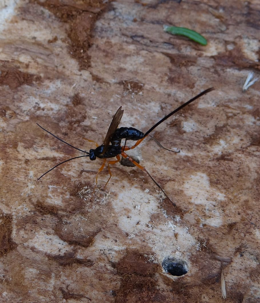 hymenoptera, wasp, tree, bark, forest, autumn, wood wasp, europe HD wallpaper