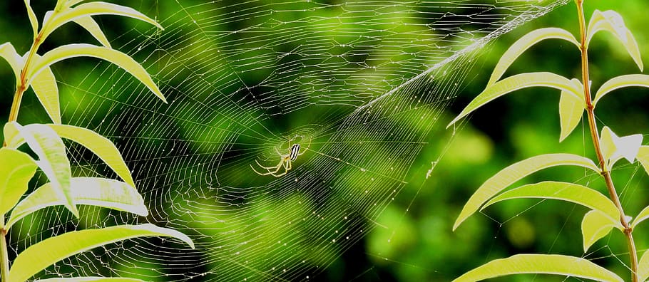 nature, web, spider, insect, guatica, beauty in nature, spider web HD wallpaper