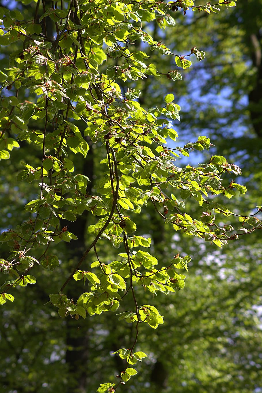 Tree, Leaves, light green, bright, spring, nature, growth, green color HD wallpaper