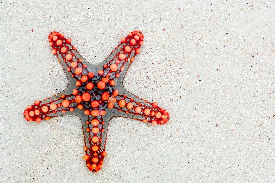 orange and gray Star Fish on gray sand, starfish, sea, africa, HD wallpaper