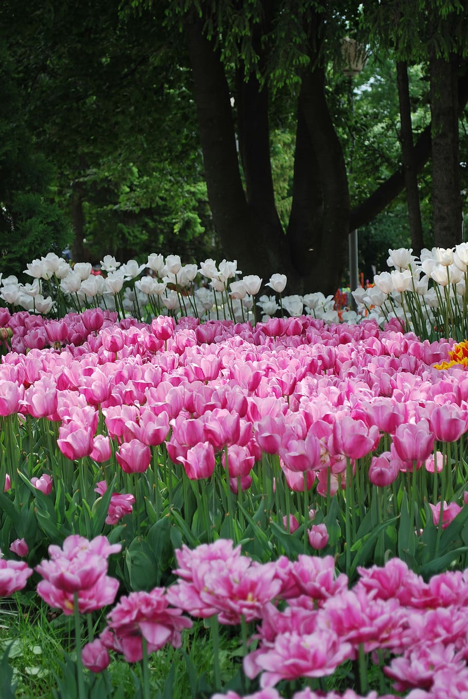 flowers, tulips, spring, handsomely, plant, flowering plant HD wallpaper