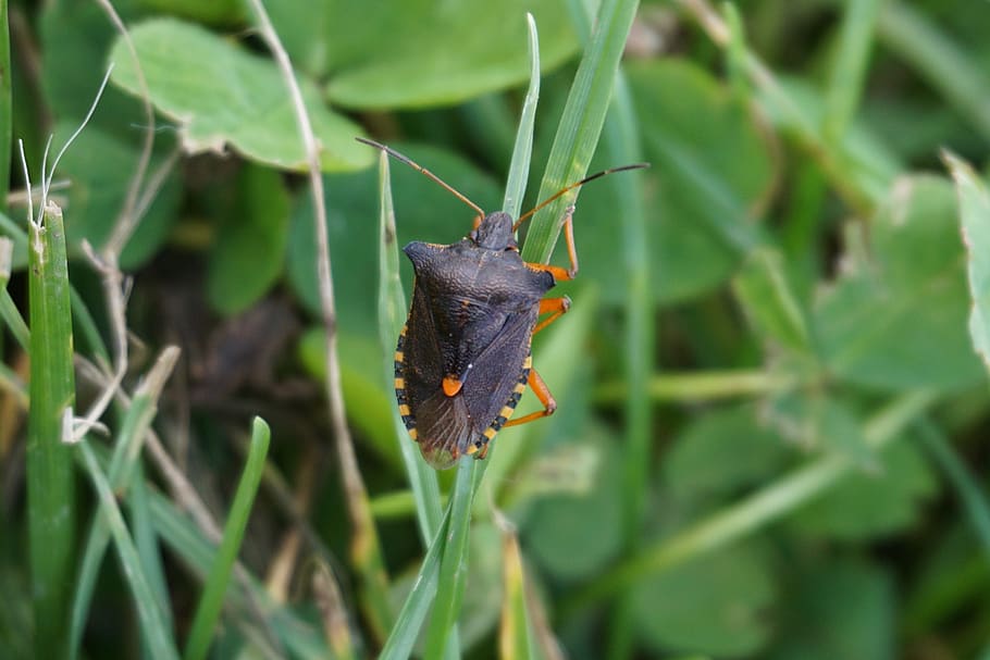 bug, insect, animal, nature, one animal, animal wildlife, animal themes HD wallpaper