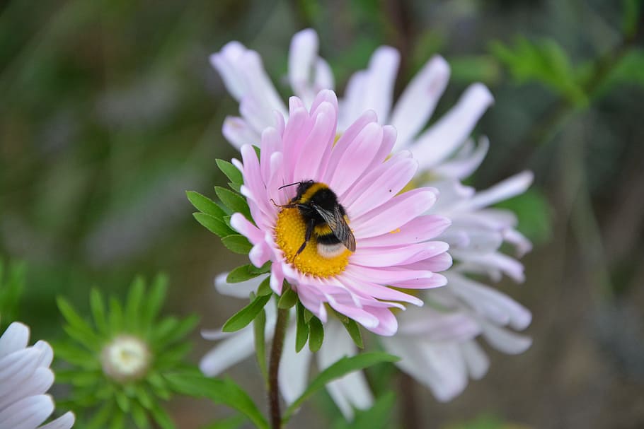 bee, flower, forage, insects, nature, pollinator, flowering plant HD wallpaper