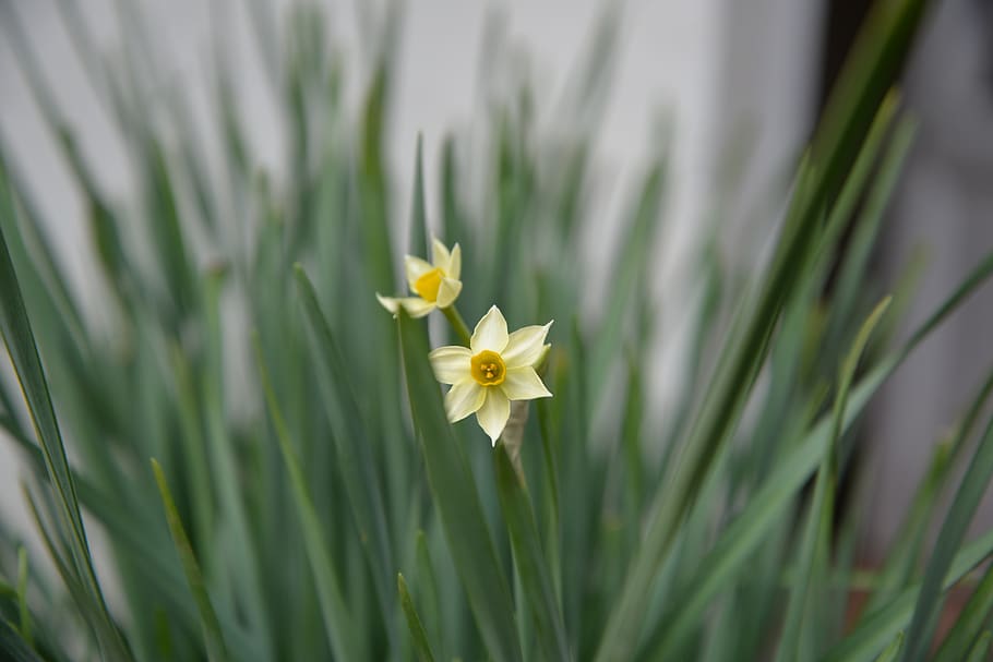 1440x900px Free Download Hd Wallpaper Daffodil Flower Green White Yellow Narcissus Tazetta Subsp Wallpaper Flare