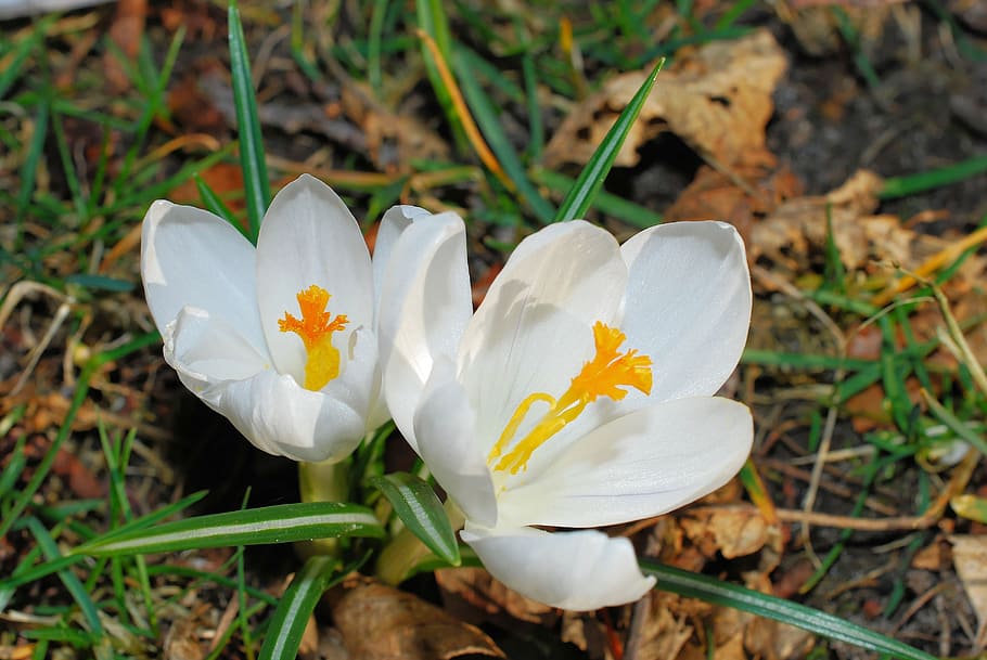 crocus, flowers, spring, spring flowers, sunshine, colorful HD wallpaper