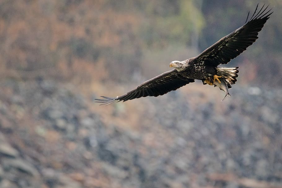 Focused flight, photo of flying bird, animals in the wild, bird of prey HD wallpaper