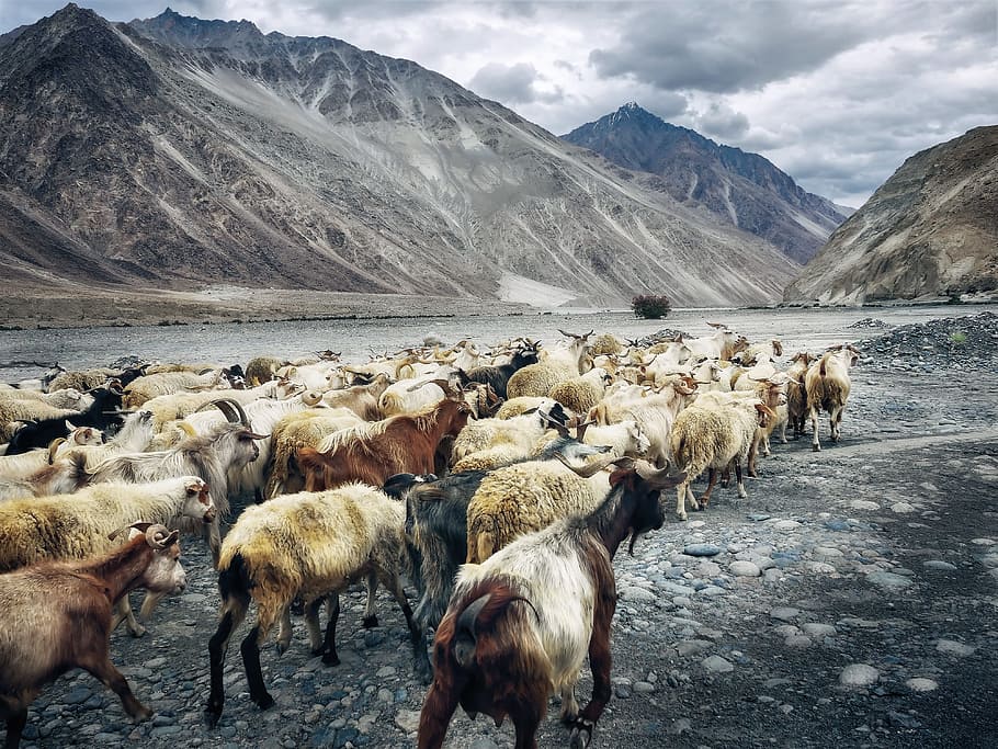 herd of goats walking beside lake near mountains, herd of goat walking to a body of water HD wallpaper