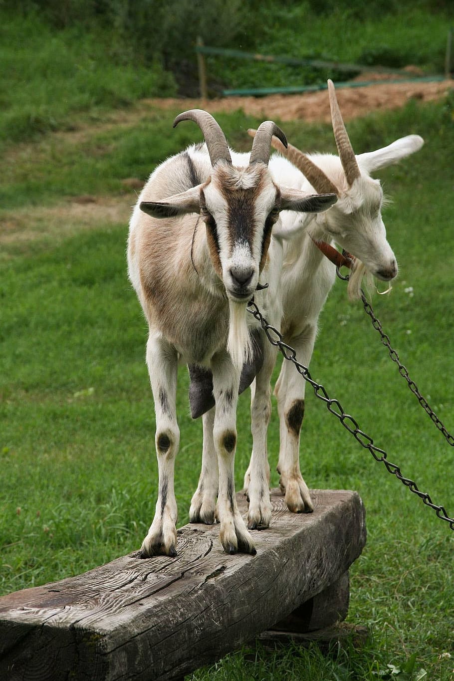 goats, buck, nature, horn, goat head, village, poland, animals, HD wallpaper