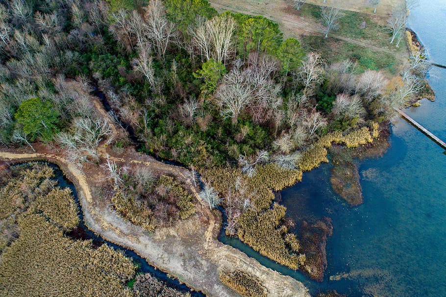 aerial view of landscape with trees near body of water, aerial photo of bare and green trees beside stream and body of water HD wallpaper