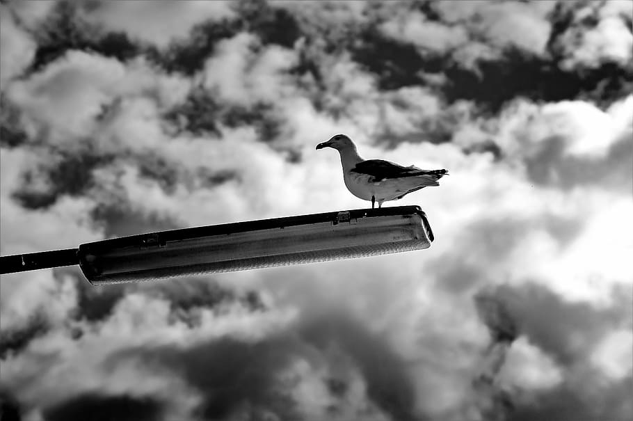 seagull, lamp, sky, bird, b w, waterfowl, street, lantern, clouds, HD wallpaper