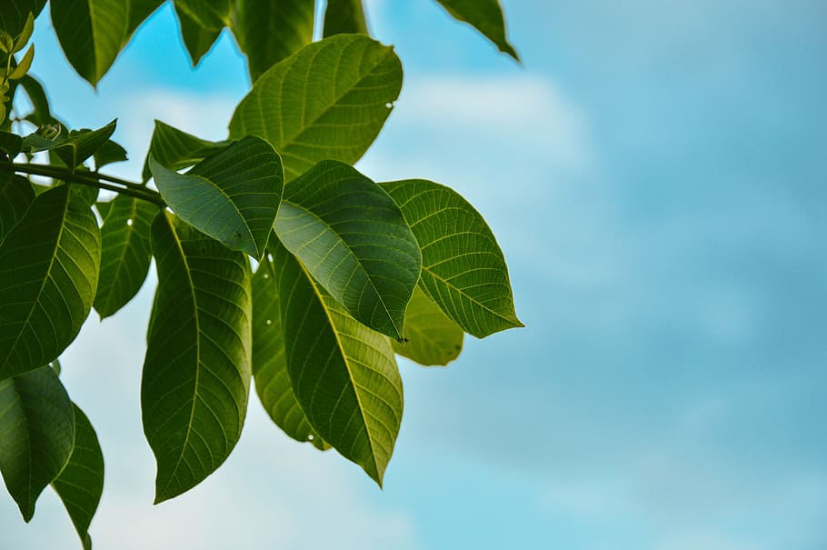 undershot photography of green leafed tree, leaves, blue, clouds HD wallpaper