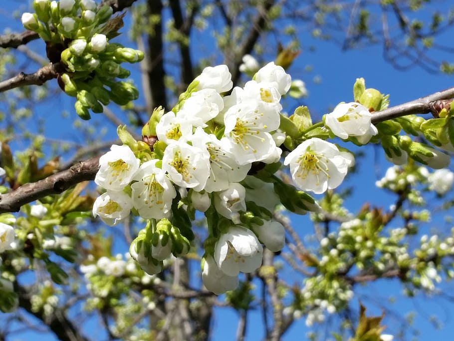flower, blossom, spring, white, sunshine, plant, flowering plant HD wallpaper
