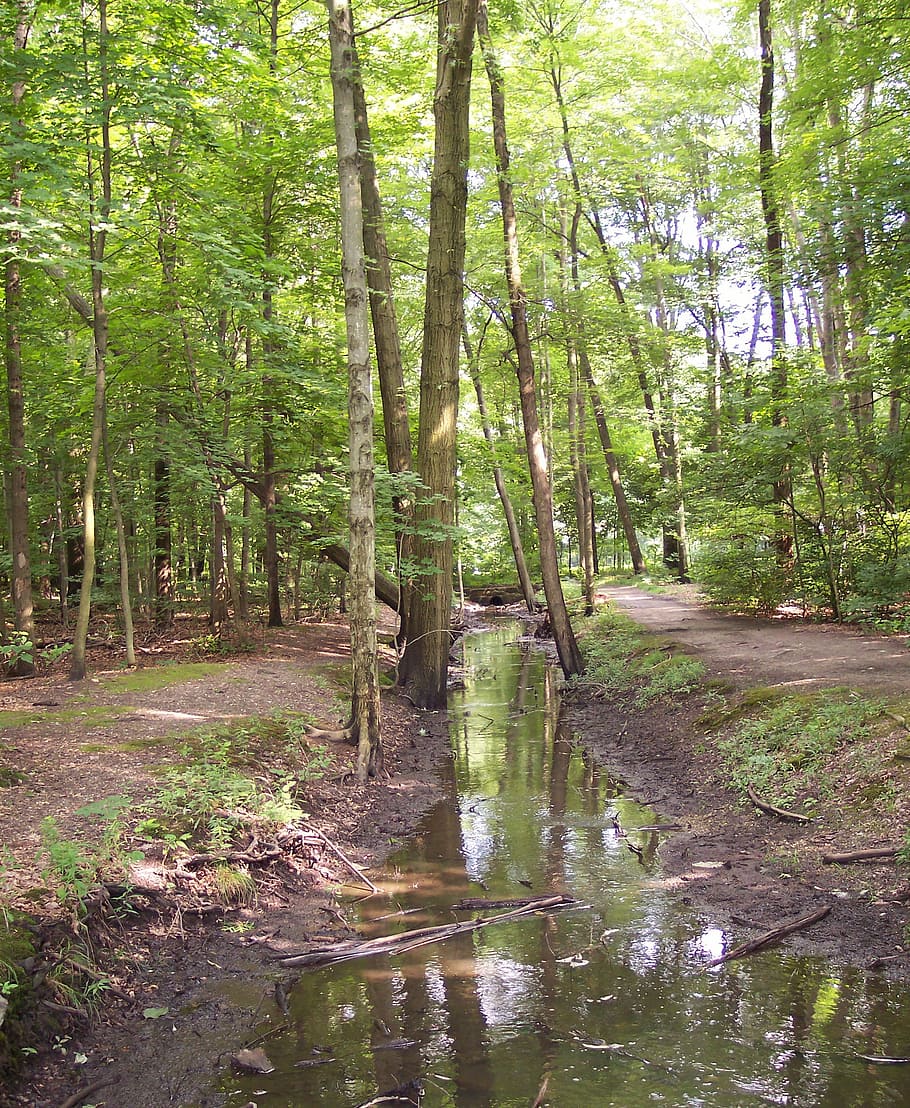 stream, creek, forest, green, nature, woods, water, spring HD wallpaper
