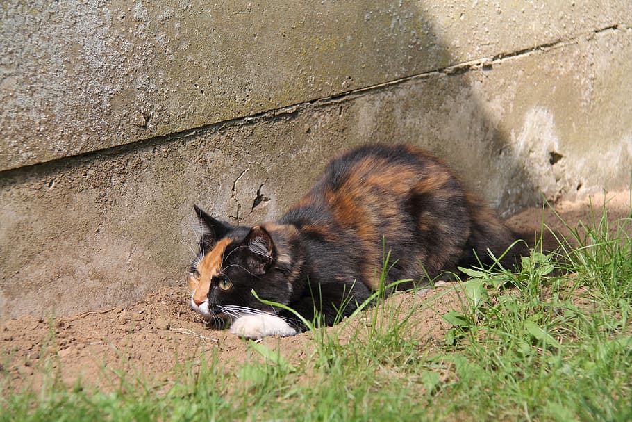 Cat, Pet, Nala, one animal, animal wildlife, animals in the wild HD wallpaper