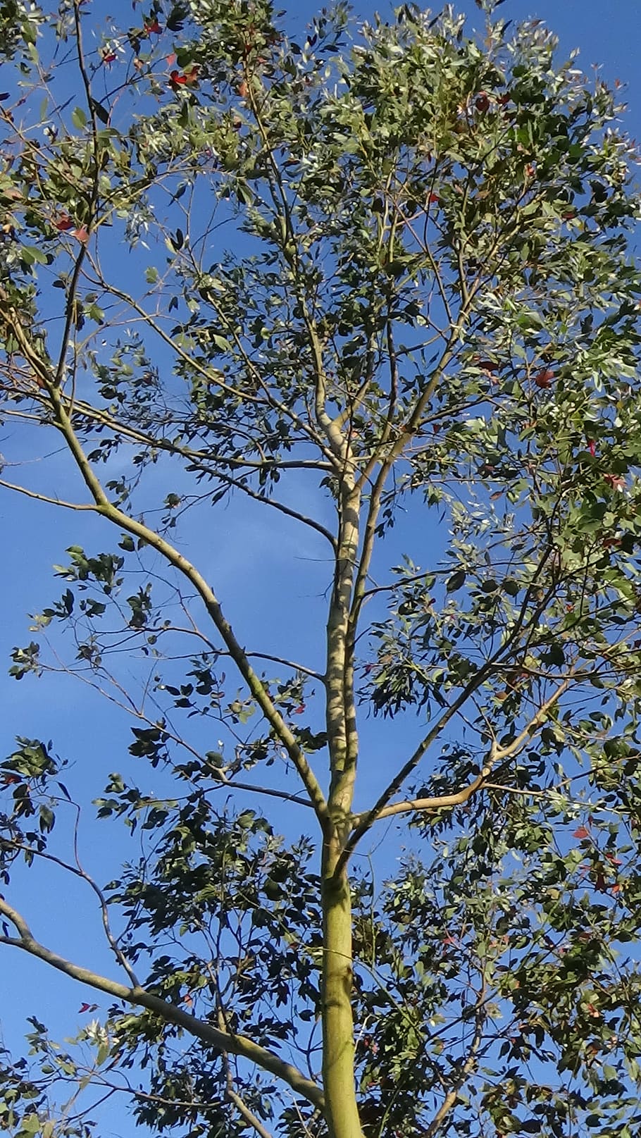 eucalyptus, tree, blue, sky, nature, branch, outdoors, leaf HD wallpaper