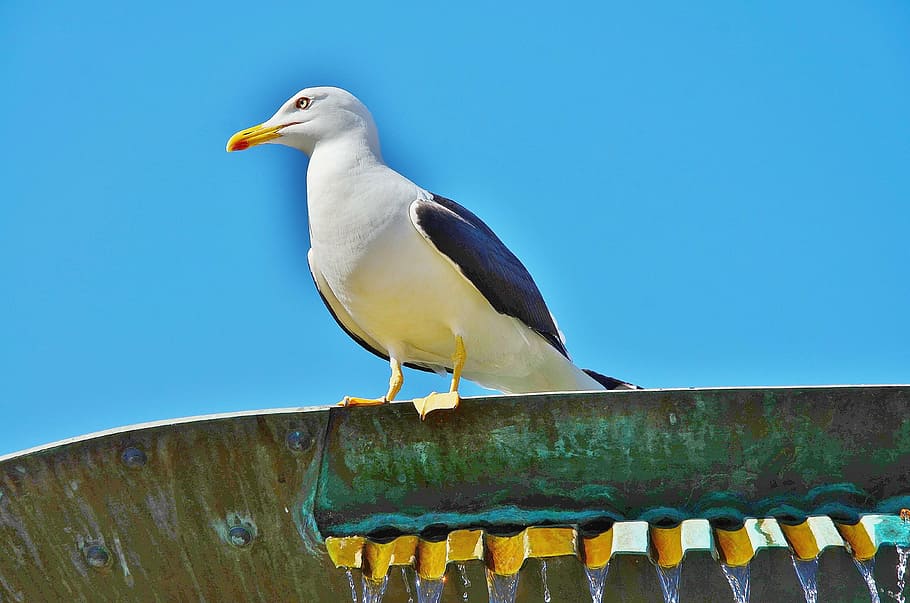 sea gull, bird, sky, clouds, building, on top, macro, close-up HD wallpaper