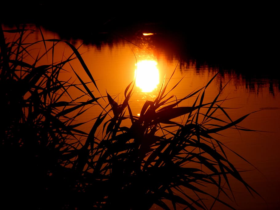 Sunset, Water, Cane, Orange, red, fire, silhouette, nature HD wallpaper