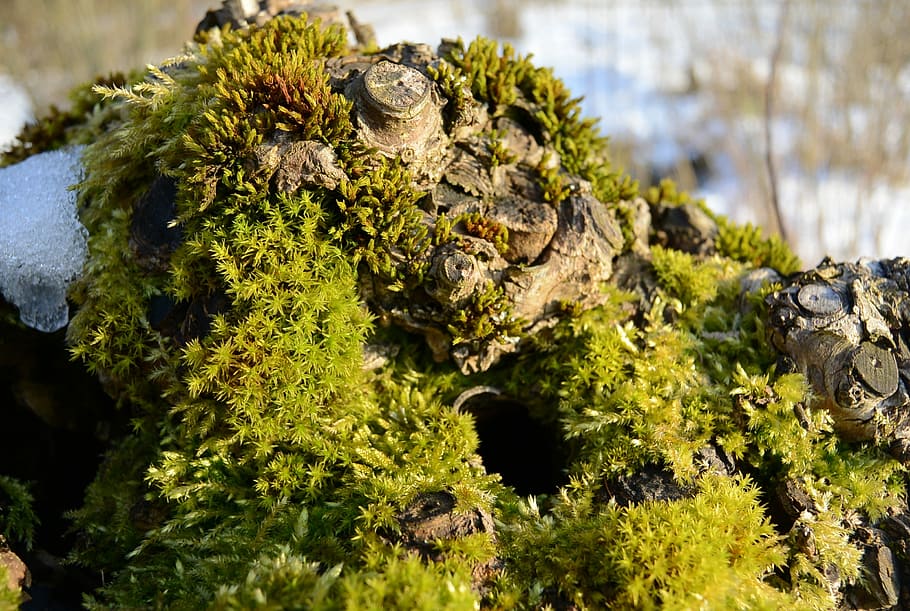 Root, Moss, Tree Stump, Nature, Close, green, close-up, no people HD wallpaper